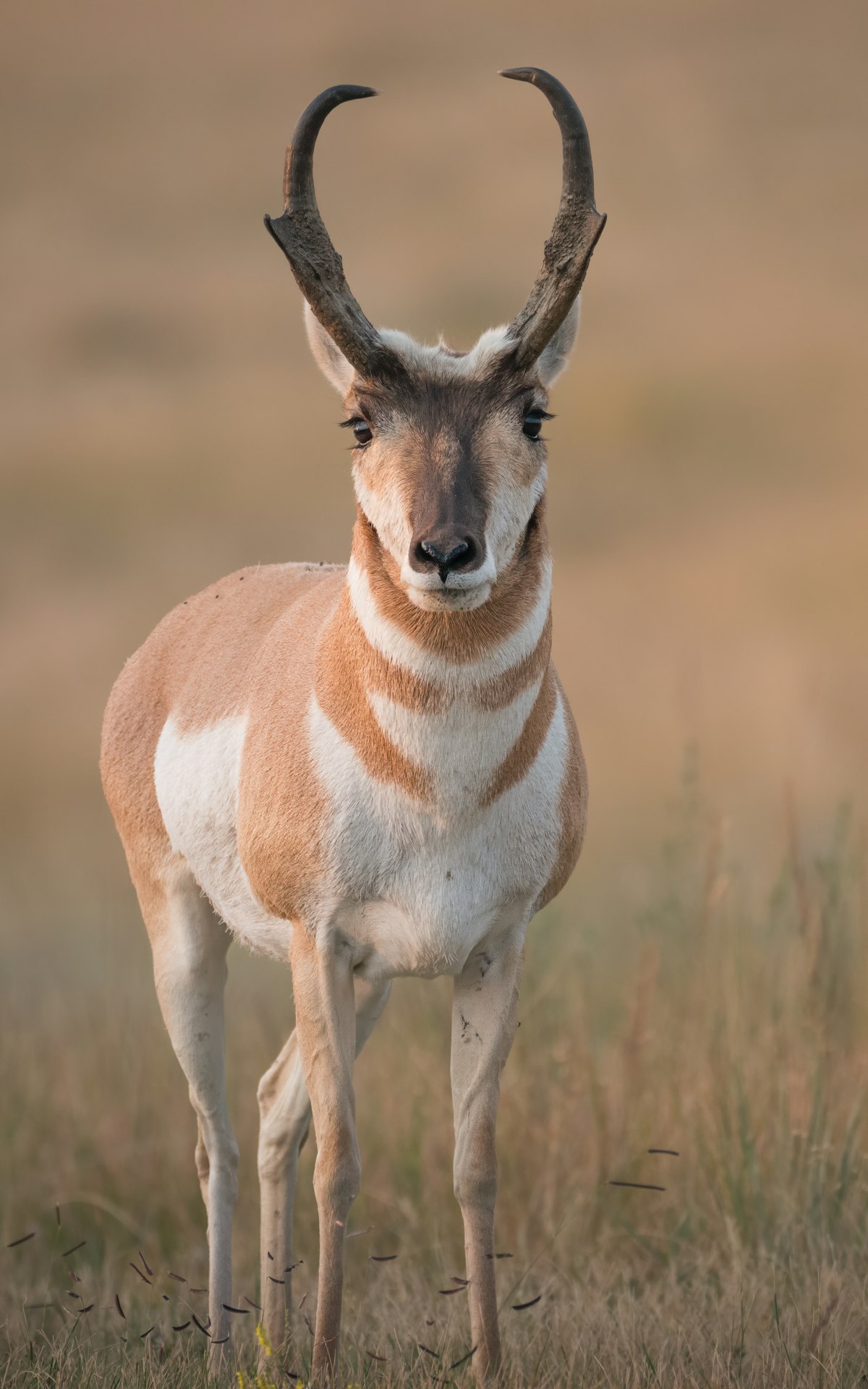 Pronghorn antelope shoulder mount by Outlaw Taxidermy