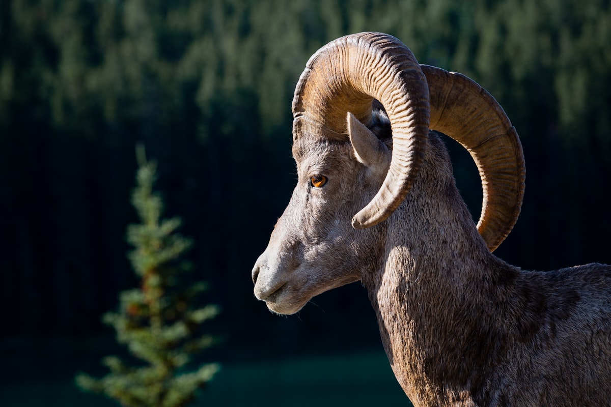 Bighorn Sheep mount by Outlaw Taxidermy