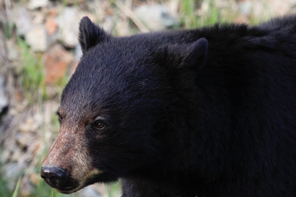 Black bear rug by Outlaw Taxidermy