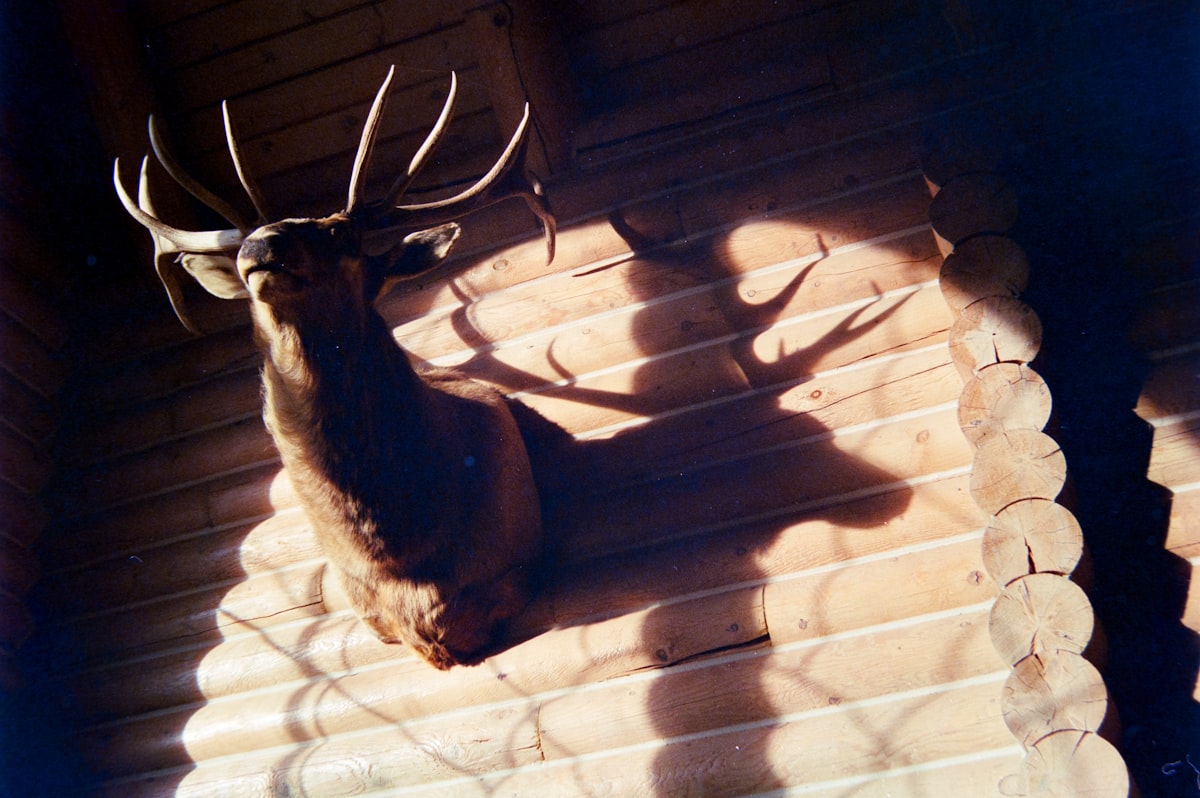 Bull elk pedestal mount by Outlaw Taxidermy