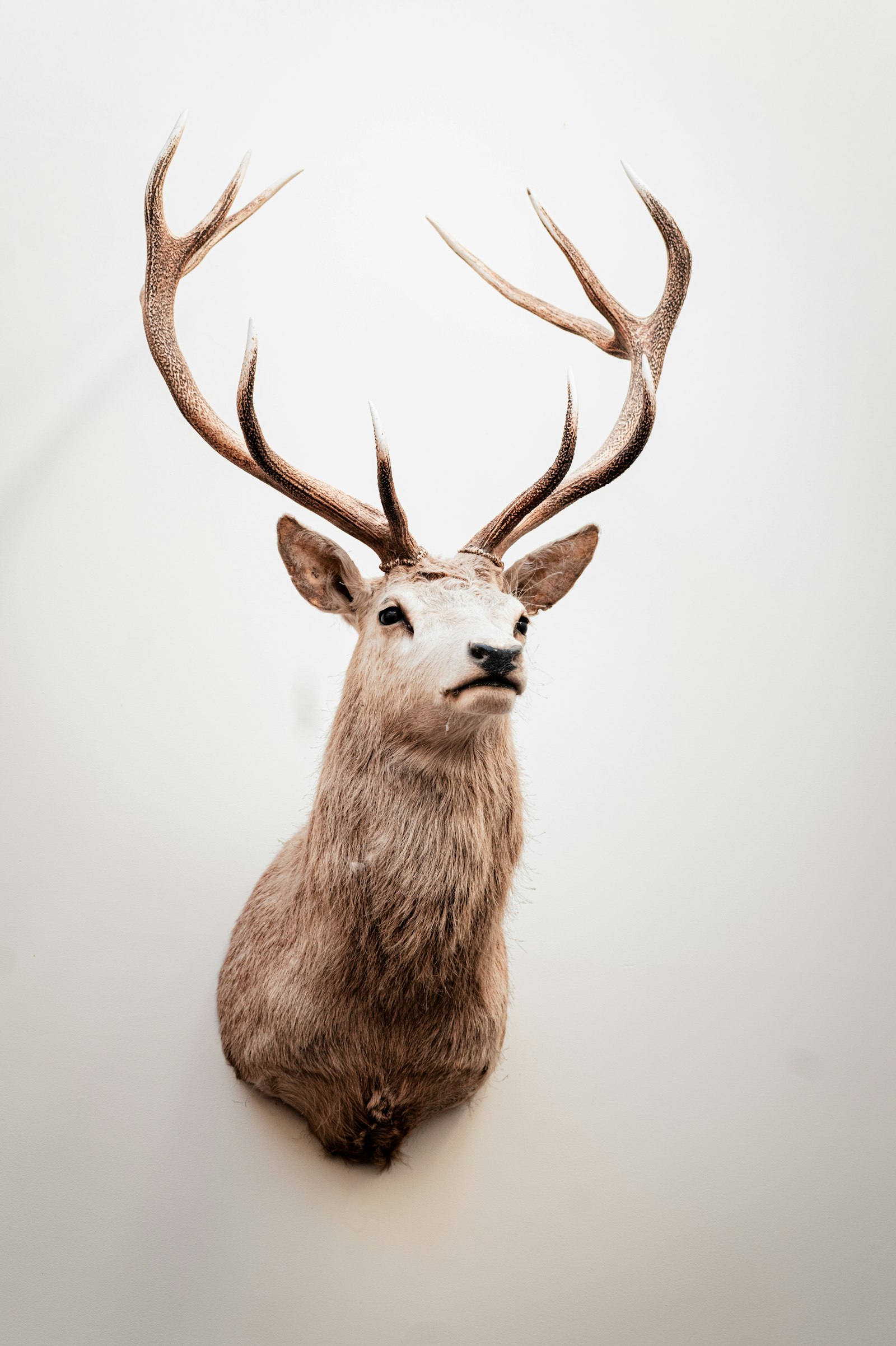 Award-winning big game taxidermy by Outlaw Taxidermy