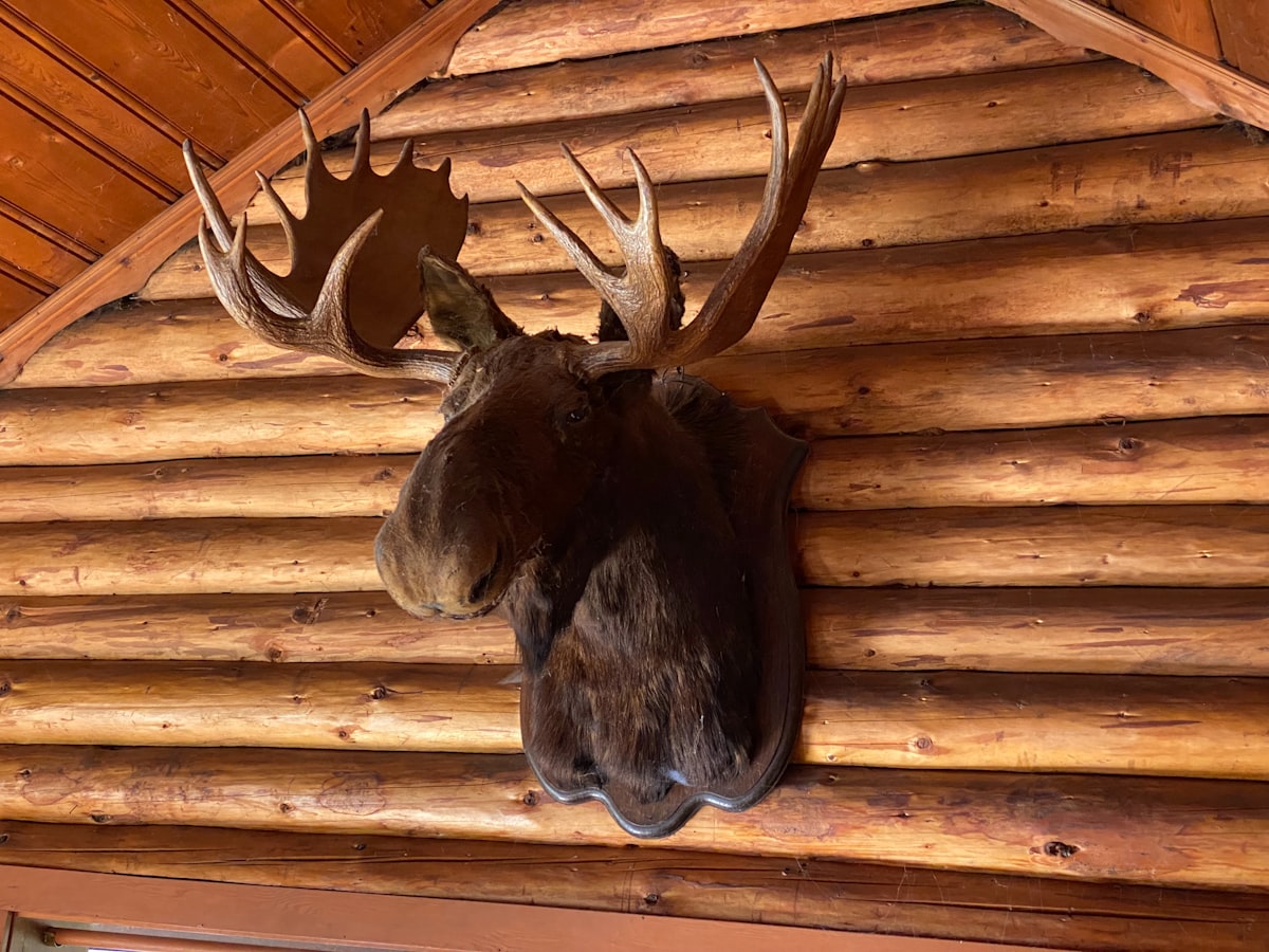 Moose mount by Outlaw Taxidermy