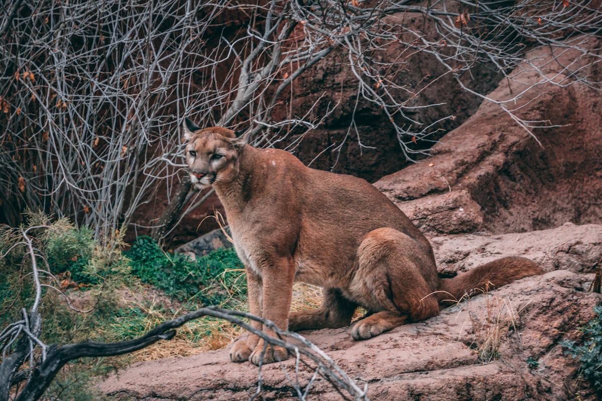 Mountain Lion mount by Outlaw Taxidermy