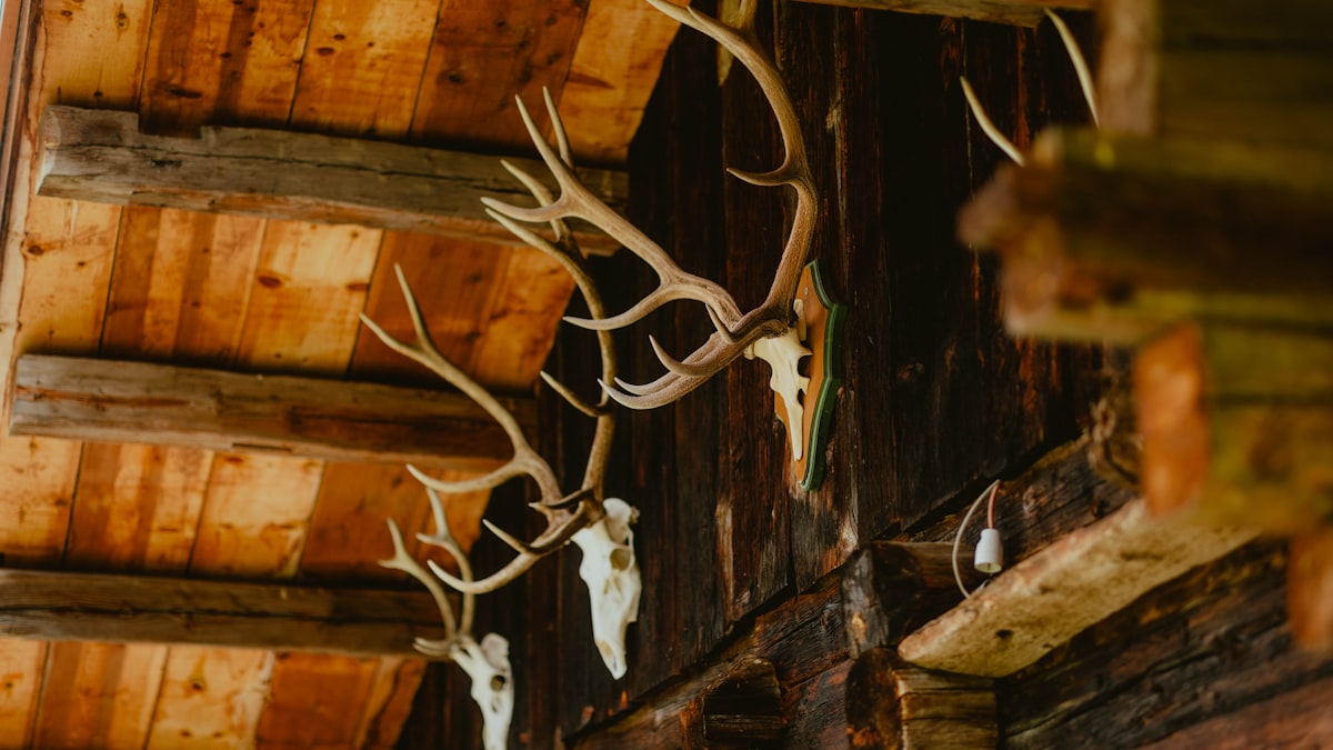 Mule deer European skull mount by Outlaw Taxidermy