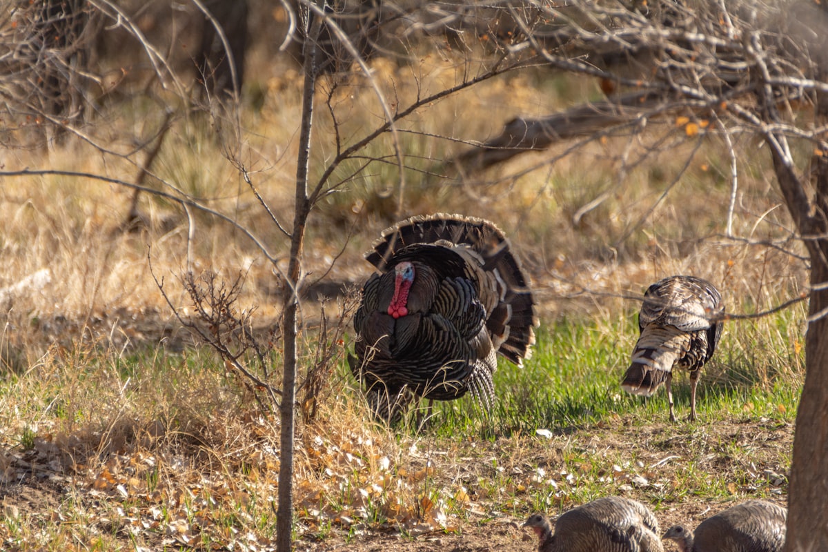 Wild turkey mount by Outlaw Taxidermy
