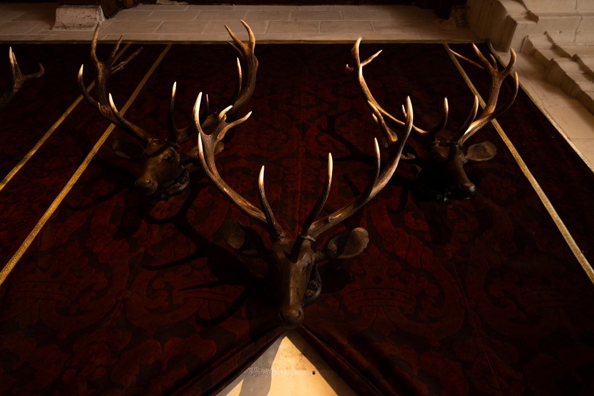 Whitetail deer shoulder mount by Outlaw Taxidermy